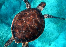 海中畅游的海龟图片(9张)