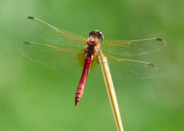 轻盈停落的蜻蜓图片(13张)