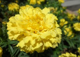 黄色的万寿菊图片(16张)