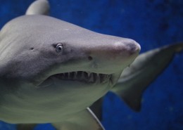 海洋中的鲨鱼图片(12张)