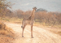 呆萌的长颈鹿图片(12张)