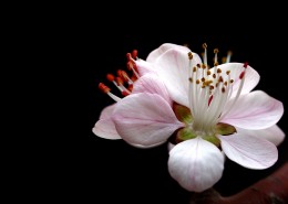 美丽的山桃花图片(12张)