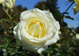 清纯淡雅的白玫瑰图片(1