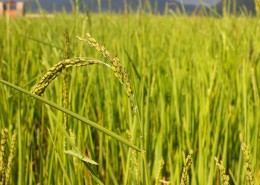 金灿灿的水稻图片(10张)