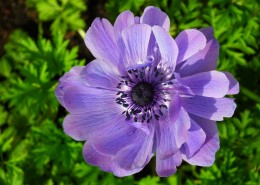 紫色日本银莲花图片(9张