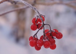 冬日的红色浆果图片(9张)