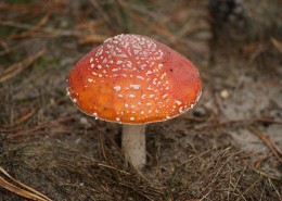 颜色鲜艳的毒蘑菇图片(1