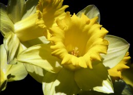 黄色的木槿花图片(15张)