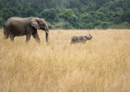 野生的大象图片(9张)