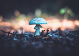 森林里的野蘑菇图片(11