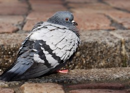 一只灰色的鸽子图片(14张)