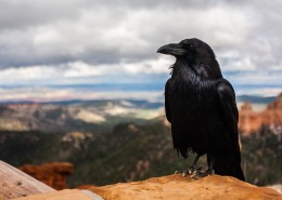 一只黑色羽毛的乌鸦图片(13张)