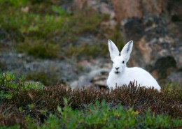 可爱的小白兔图片(10张)