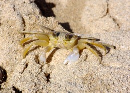 沙滩上的螃蟹图片(15张)