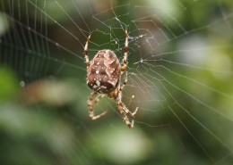 蜘蛛网高清图片(16张)
