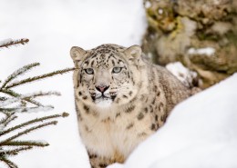 珍贵的雪豹图片(8张)