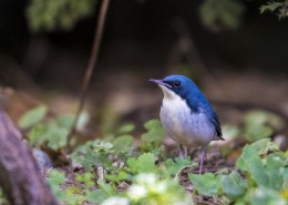 蓝歌鸲鸟类图片(9张)