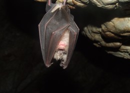 倒挂的蝙蝠图片(11张)
