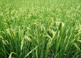 稻田里的水稻图片(11张)