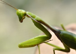 绿色霸道的螳螂图片(11张)