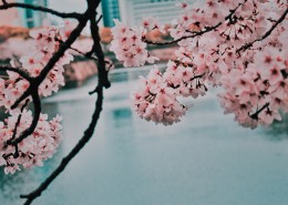 树梢上的樱花图片(14张)