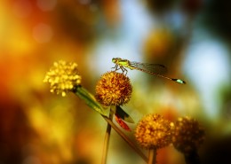 轻盈的蜻蜓图片(11张)