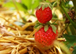 鲜红酸甜可口的草莓图片(8张)