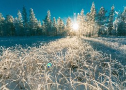 冬天被雪覆盖的树图片(1
