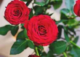 火红热情表白的红色玫瑰花图片(9张)
