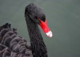 漆黑羽毛的黑天鹅图片(15张)