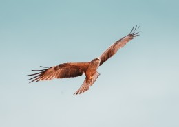 空中飞翔的老鹰图片(8张)