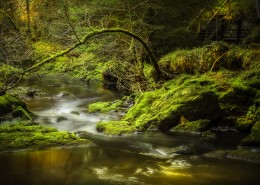 森林里的溪流图片(12张)