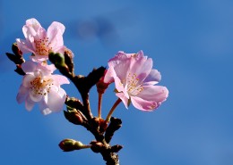 唯美好看的樱花图片(8张)