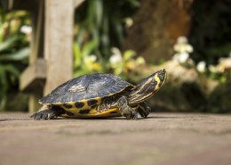 缓慢爬行的乌龟图片(16张)
