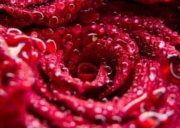热情似火的红色玫瑰花图片(9张)