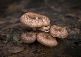 野生的蘑菇图片(12张)