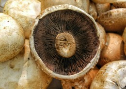 食用蘑菇图片(10张)