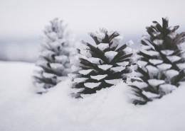 雪地上的干松果图片(11张)