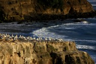 新西兰鸟岛风景图片(10张)