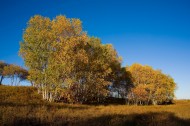 乌兰木统的秋天图片(63张)