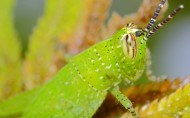 绿色透明的蝗虫图片(8张)