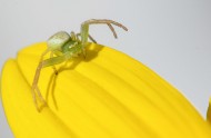 绿色的小蜘蛛图片(11张)