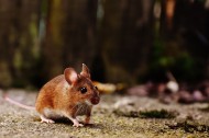 可爱的小老鼠图片(10张)