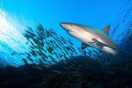海中鲨鱼图片(10张)