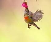 色彩斑斓的太阳鸟图片(9张)