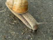 蜗牛图片(14张)