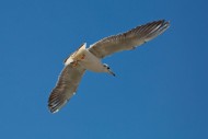 翱翔的海鸥图片(6张)