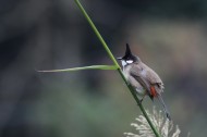红耳鹎鸟类图片(6张)