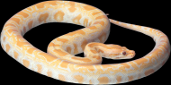 各类蛇的透明背景PNG图片(19张)