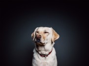 狗狗的艺术照图片(20张)